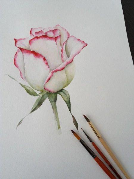 Vẽ đầu hoa hồng bằng màu nước