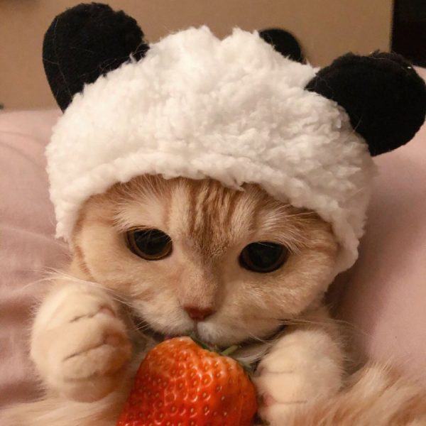 chú mèo dễ thương đội mũ ăn dâu tây