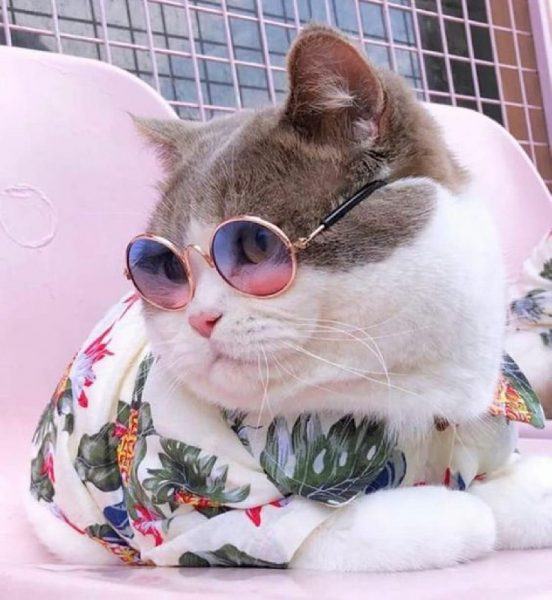 hình ảnh chú mèo dễ thương đeo kính theo phong cách quý ông