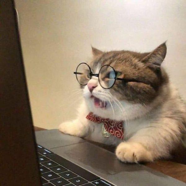 chú mèo đeo kính dễ thương và ngầu đang ngồi nhìn laptop