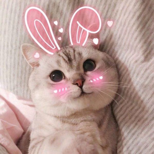 hình ảnh dễ thương của một con mèo với đôi tai thỏ và má mũm mĩm