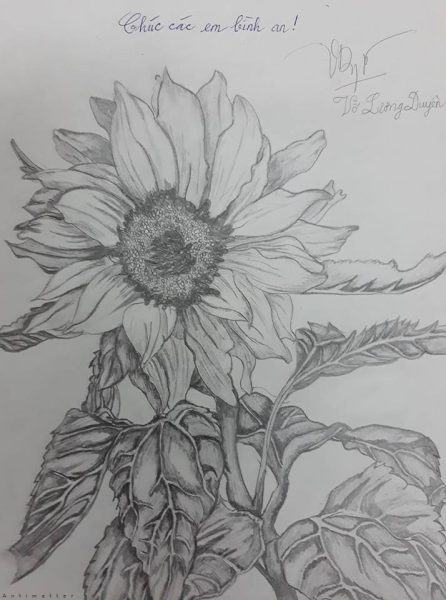 Vẽ hoa hướng dương bằng bút chì đơn giản