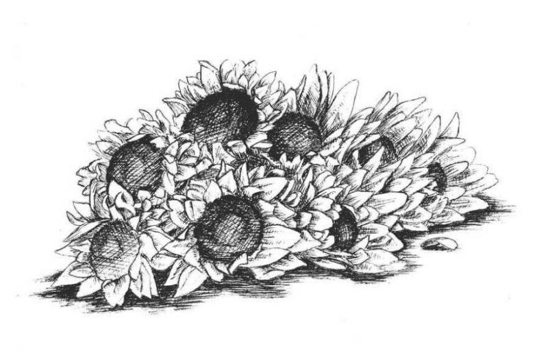 Vẽ đầu hoa hướng dương bằng bút chì