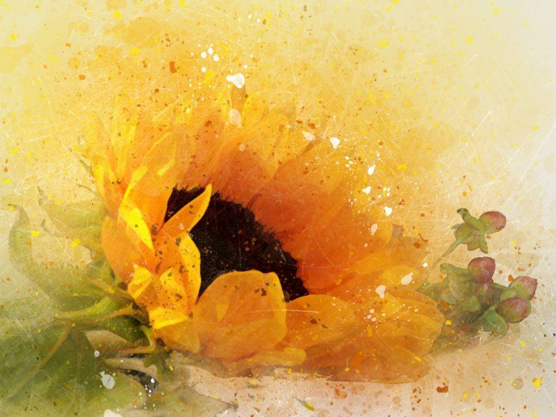 Một hình ảnh tươi sáng của một bông hoa hướng dương