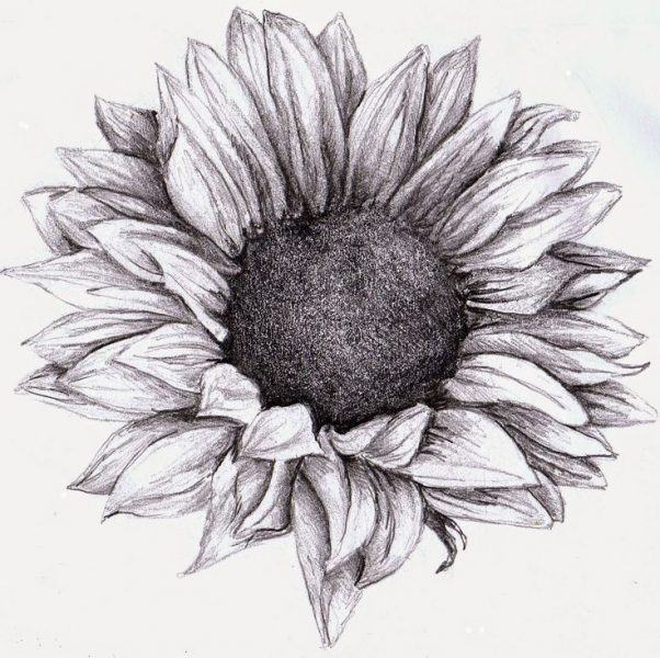 Vẽ đầu hoa hướng dương bằng bút chì đen