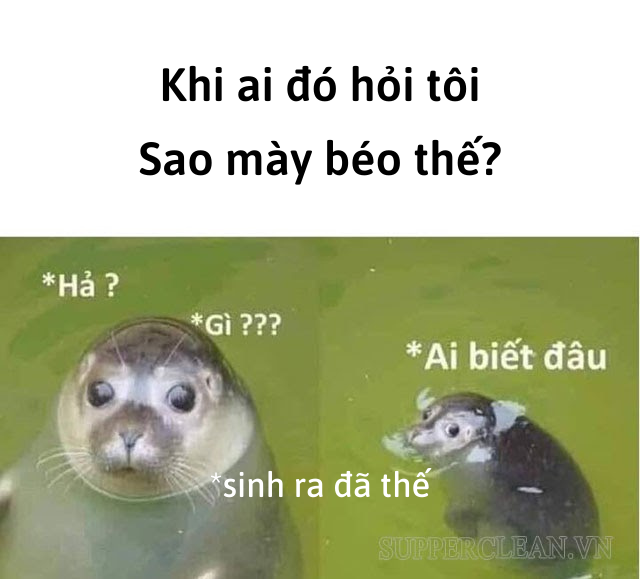 meme ai biết gì