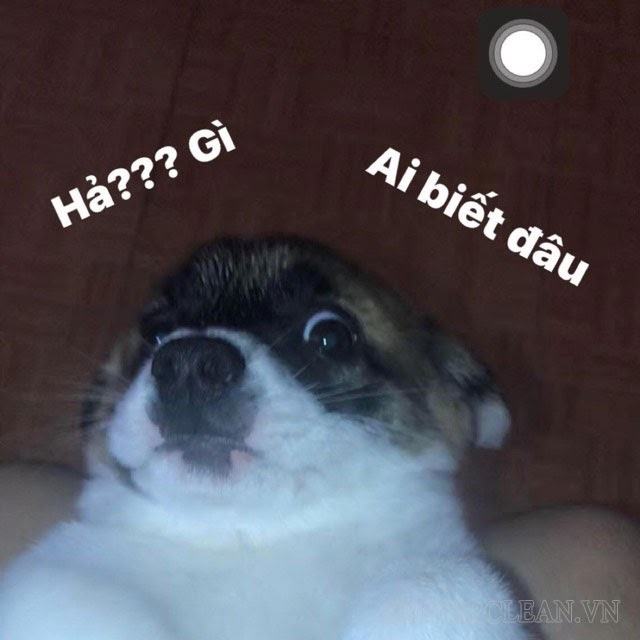 meme ai biết gì