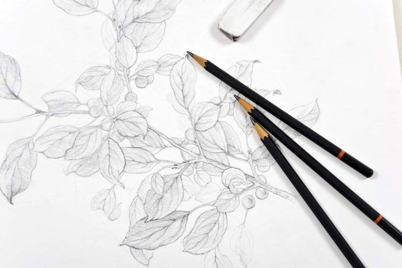 Vẽ cây ăn quả bằng bút chì