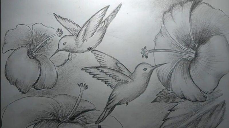 Tranh vẽ phong cảnh và chim hút mật bằng bút chì