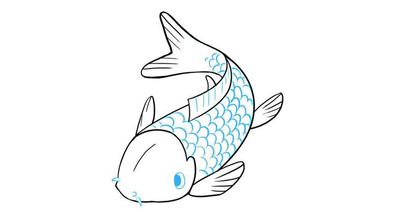 Bản vẽ chi tiết của cá chép