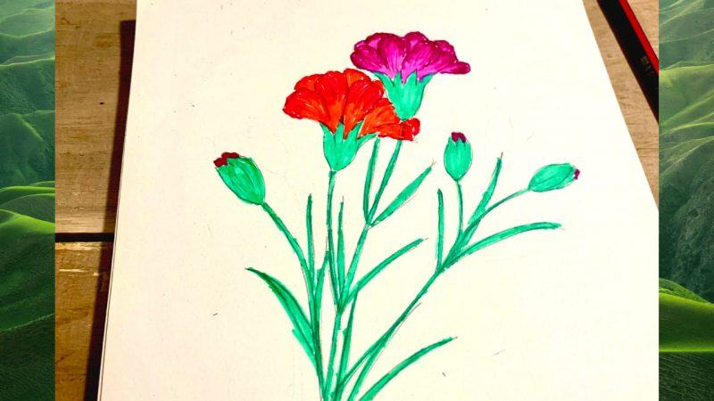 vẽ hoa cẩm chướng 2 màu