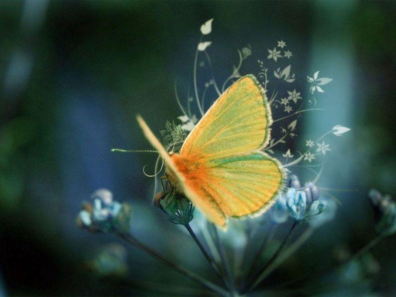 Hình ảnh thiên nhiên bướm 3D