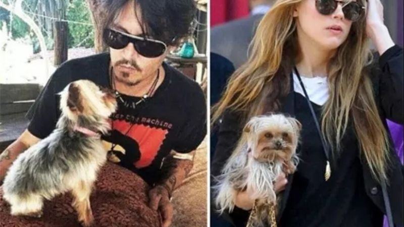 Depp cảm thấy không hài lòng vì đây là hai chú chó nhỏ nặng 1,3-1,8kg.