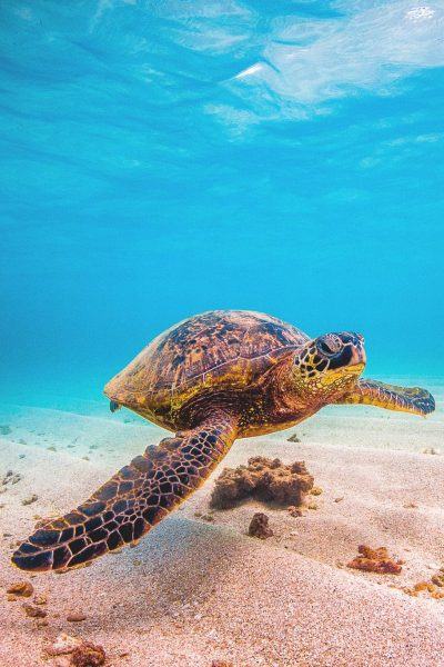Hình nền rùa biển bơi đẹp