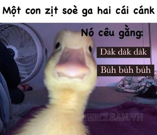 meme chết tiệt