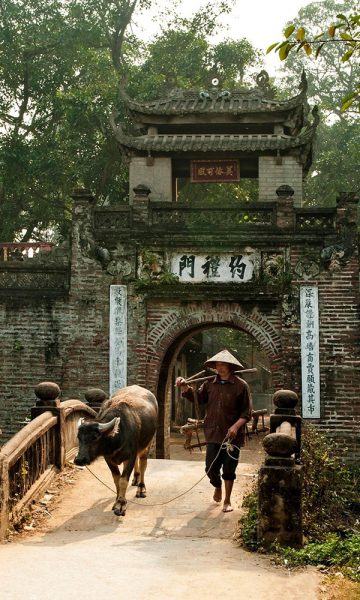Hình ảnh người nhà quê chăn trâu qua cổng làng