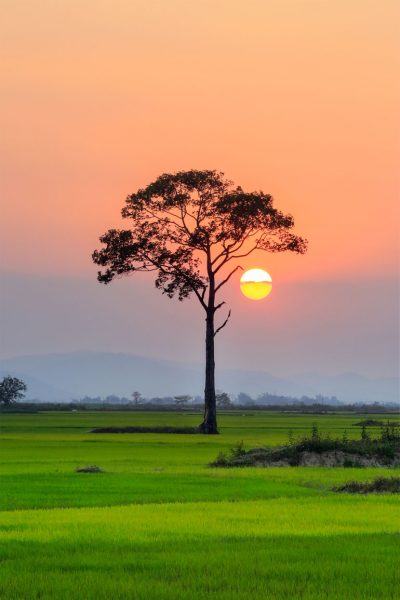 Hình ảnh mặt trời làng trong vườn