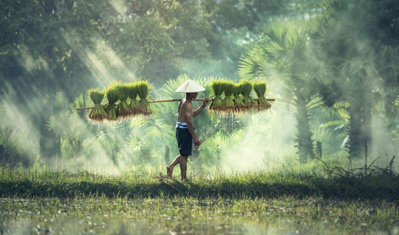 Hình ảnh người nông dân gánh lúa