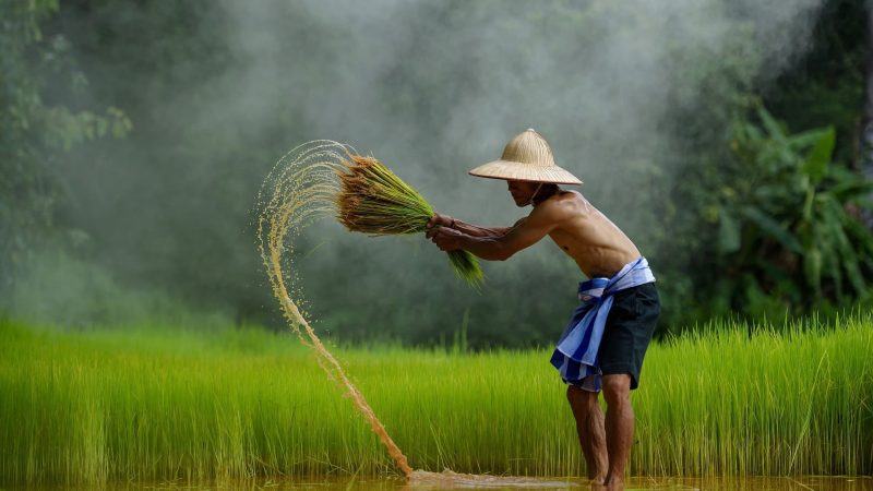 Ảnh nhà nông với đống lúa