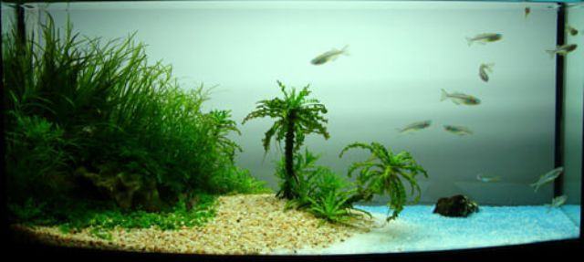 zokongoletsera za aquarium