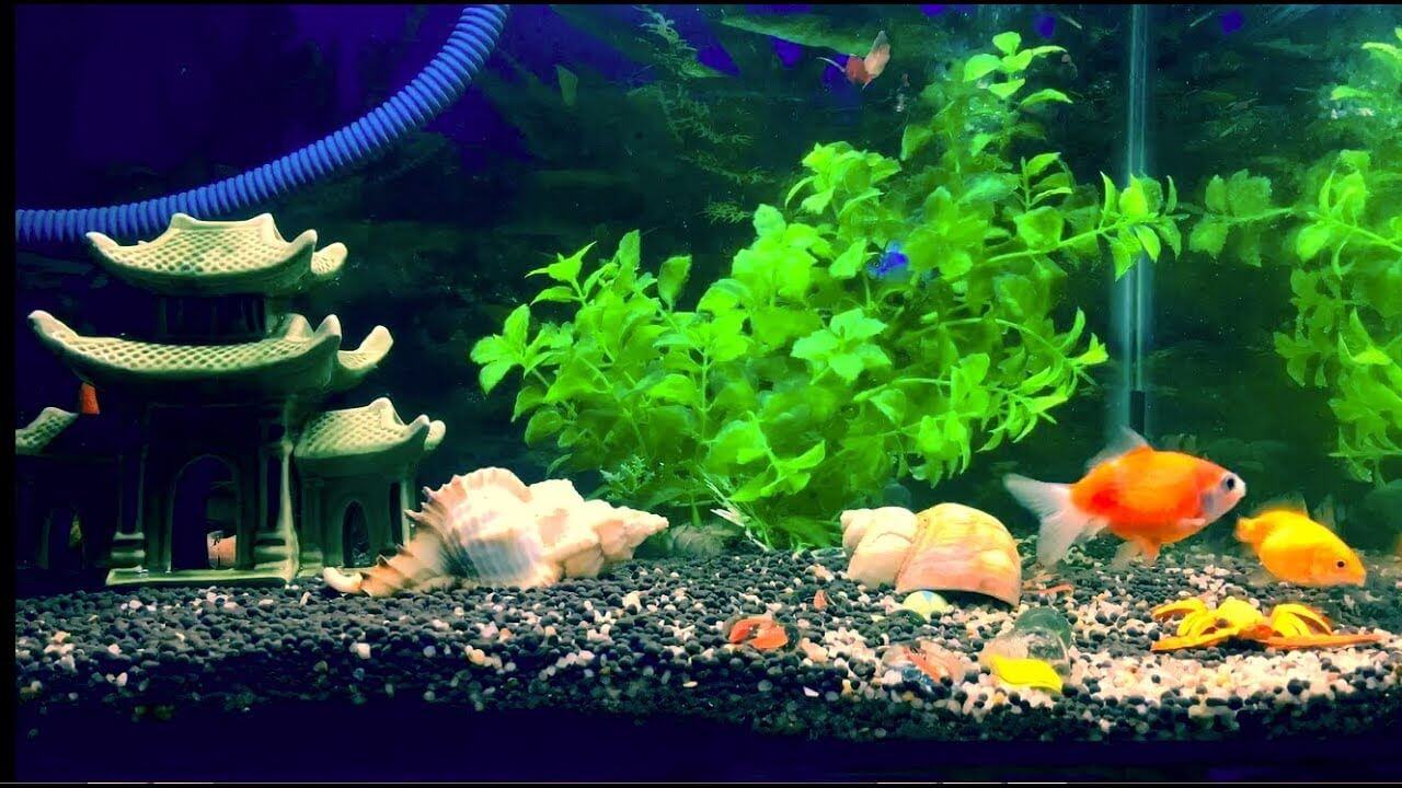 Zolemba poyambira kukongoletsa aquarium