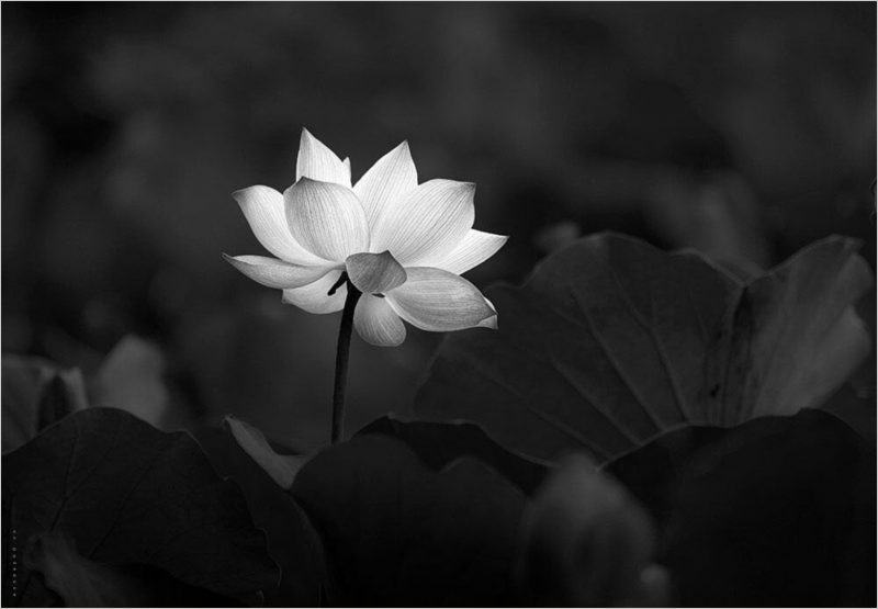 hình ảnh hoa sen trắng trên nền đen