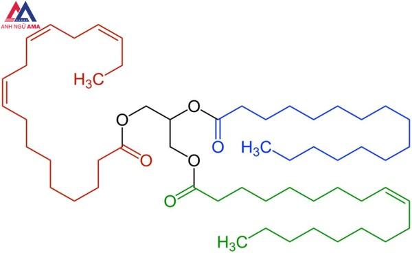Chất béo và trieste của axit béo là gì?  tính chất dầu