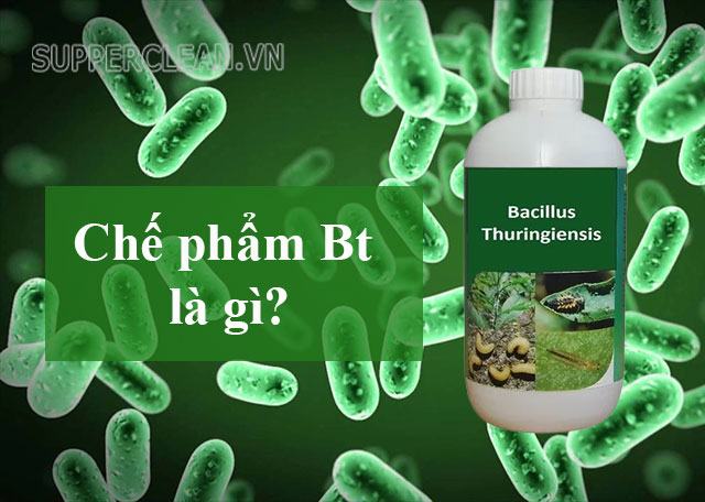 Chuẩn bị Bt là gì?