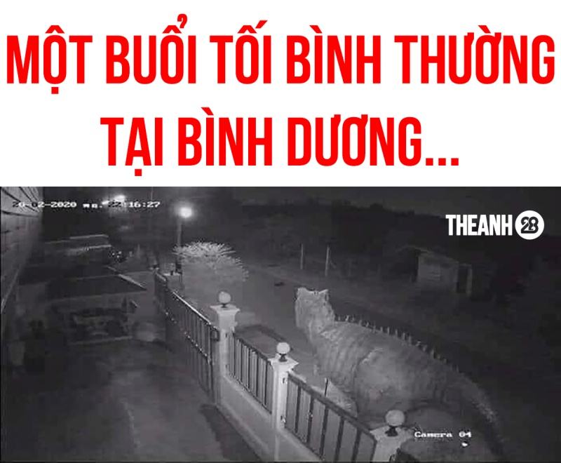 Meme độc ​​đáo Bình Dương 