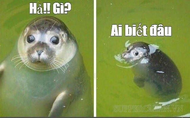 Hả gì ai biết đâu? nguồn gốc – Độ hot của meme hả ai biết gì đâu