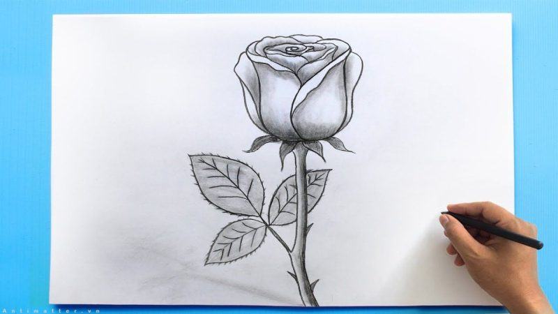 Cách vẽ hoa hồng - Cách vẽ hoa hồng