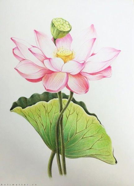 Cách vẽ hoa sen - How to draw a lotus