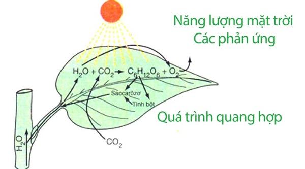 quang-hop-o-thuc-vat