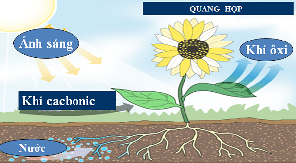 hop quang là gì?