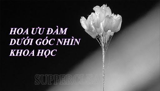 hoa ưu đàm dưới góc nhìn khoa học