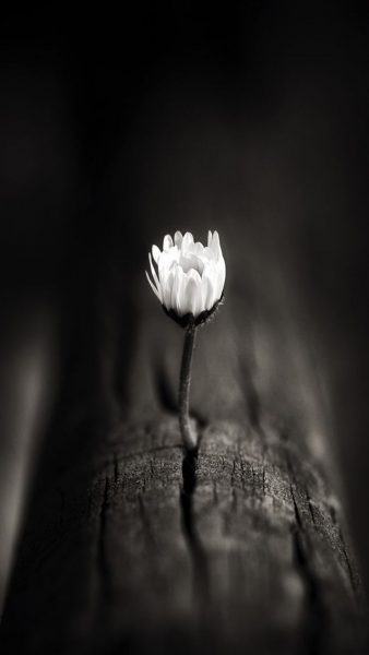 hình ảnh hoa tang trắng buồn