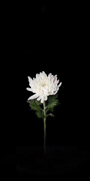 Hình ảnh hoa cúc trắng tang lễ