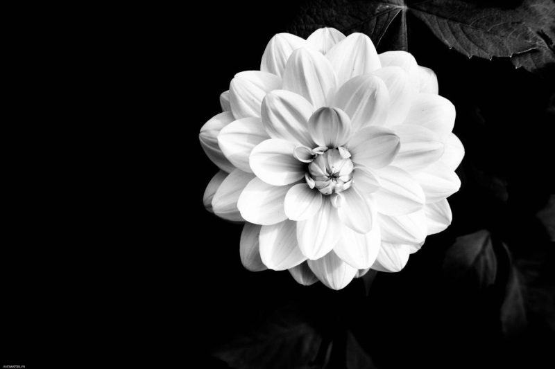 Hình ảnh buồn về hoa cúc trắng đám tang