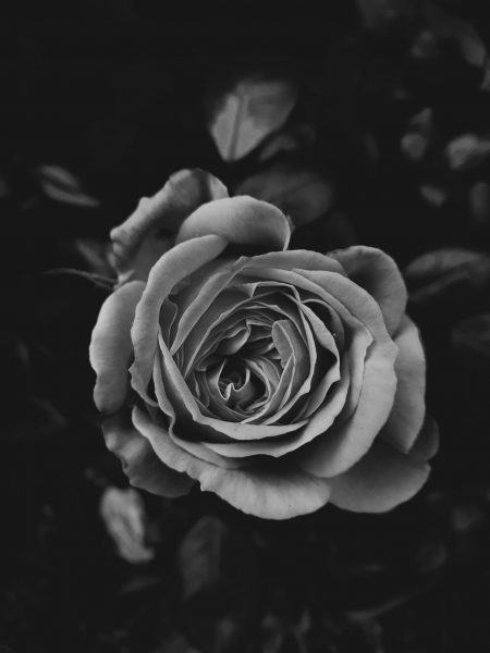 hình ảnh hoa buồn màu đen