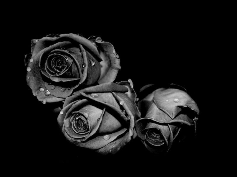 một hình ảnh buồn của một bông hoa và nước mắt