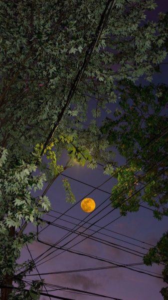 hình ảnh mát mẻ của mặt trăng và đêm vàng sáng