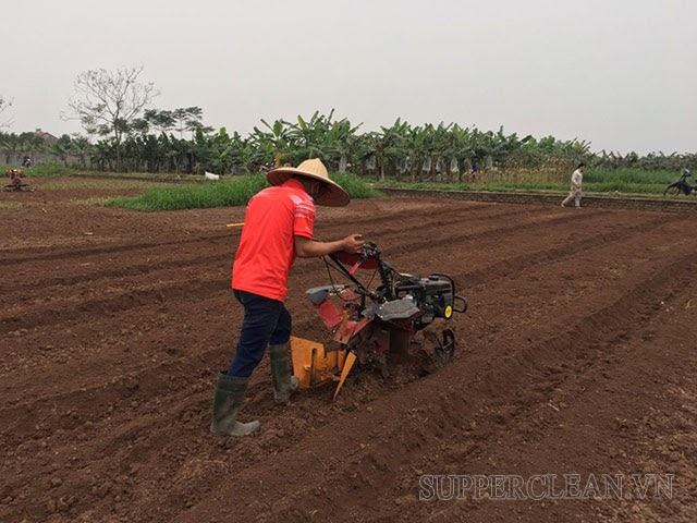 cánh đồng