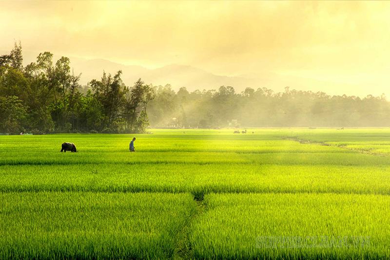 Field trong tiếng Anh có nghĩa là cánh đồng