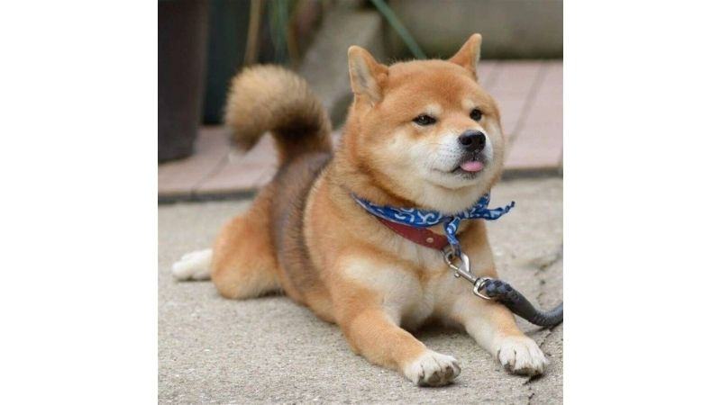 Shiba là một giống chó đẹp của Nhật Bản