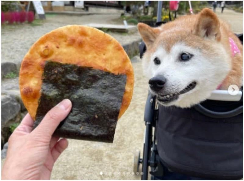 chúc hình ảnh meme chú chó Shiba Inu