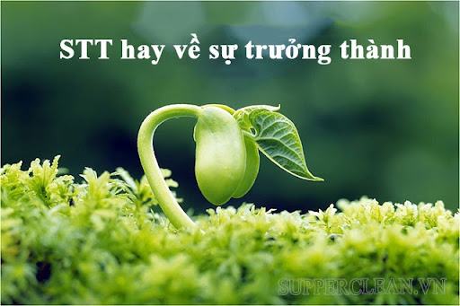 Trưởng thành là gì?