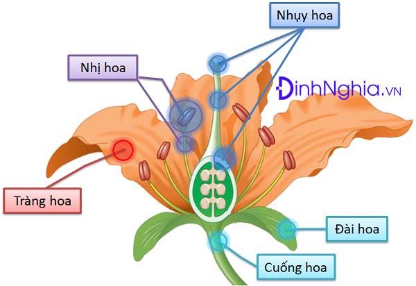 Sinh sản là gì và so sánh sinh sản giữa động vật và thực vật 