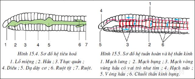 Chu kỳ tiêu hóa của giun