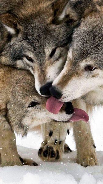 hình ảnh những con sói trong tình yêu