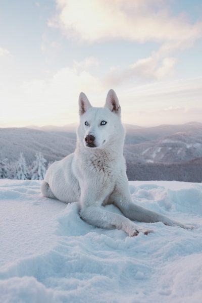 hình ảnh một con sói trắng nằm trên tuyết